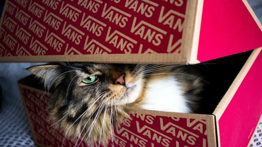 kenapa kucing suka kotak