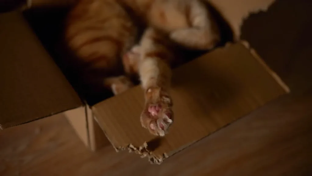 kenapa kucing suka kotak