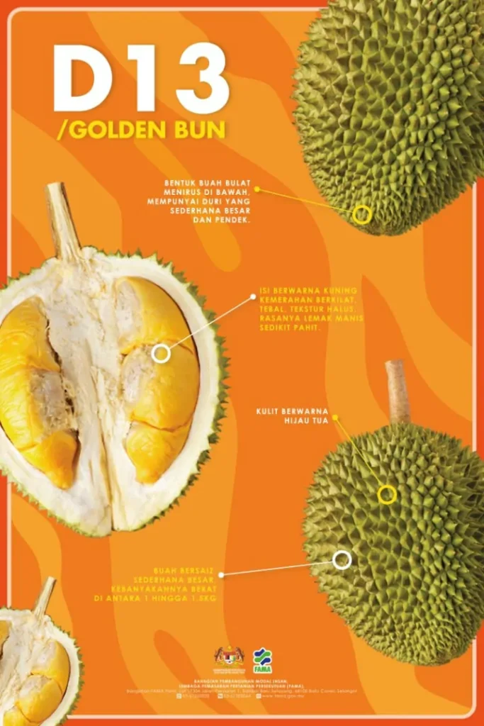 jenis durian d13