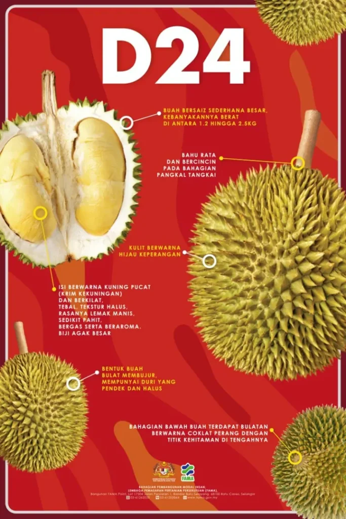 jenis durian d24