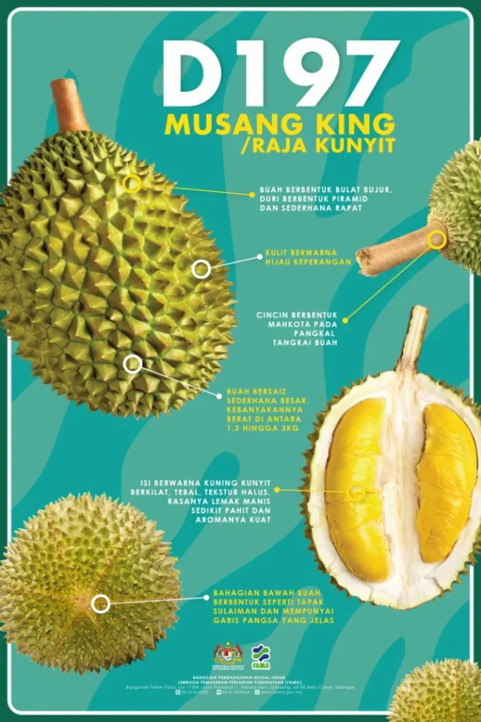musang king