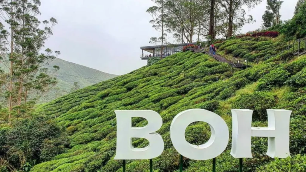 Ladang Teh BOH Sungai Palas