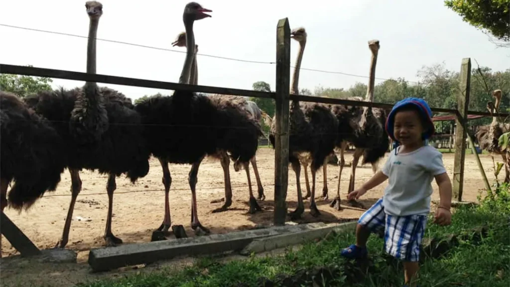 Ostrich Wonderland Semenyih
