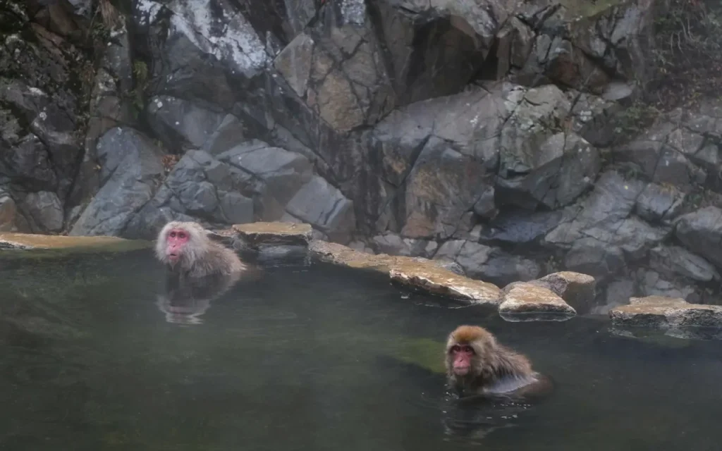 Jigokudani Snow Monkey Park