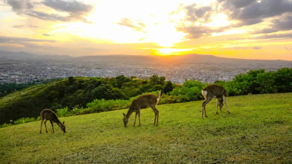 Mount Wakakusa