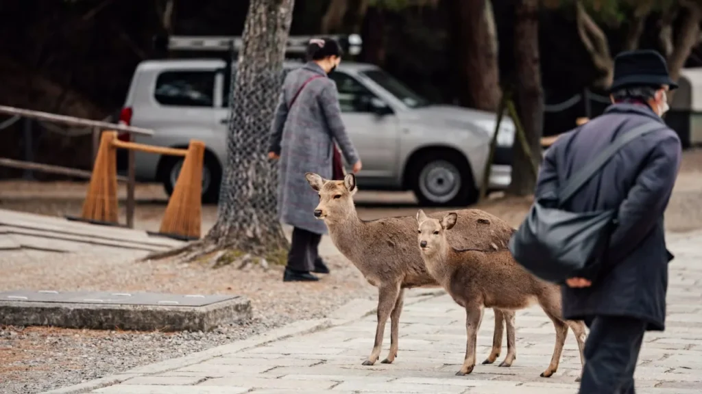 nara park